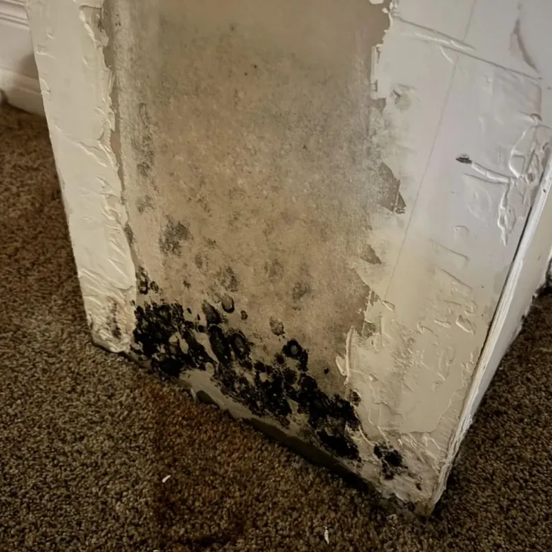 Professional Mold Removal in Cave Springs, AR